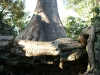 Ta Prohm