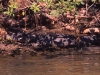 australien_kakadu_krockodil_01