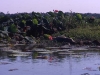 australien_kakadu_krockodil_02