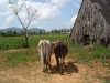 Cuba, Vinales, dsc04058