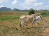 Cuba, Vinales, dsc04065