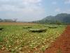 Cuba, Vinales, dsc04235