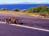 south_africa-6