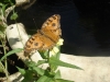 Butterfly Garden Restaurant Siam Reap