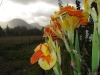 Cuba, Vinales, dsc04103